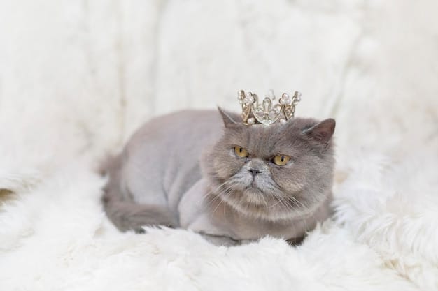 A close-up shot of a fluffy Persian cat wearing a tiny crown, looking directly at the camera with a regal expression. The background is blurred, highlighting the cat's face and the details of the crown.